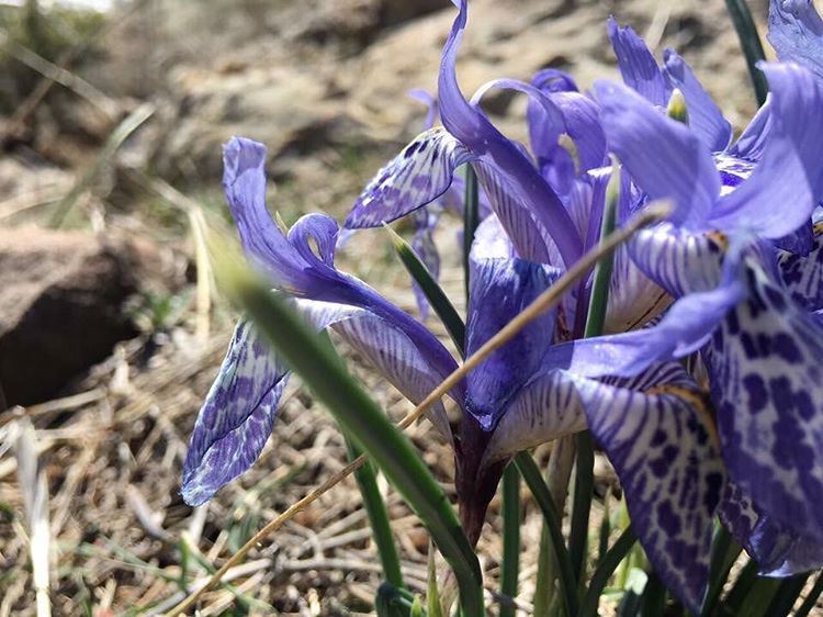 The beautiful Iris Histrio of  JabalMoussa !  instamood  instanature ... (Jabal Moussa)