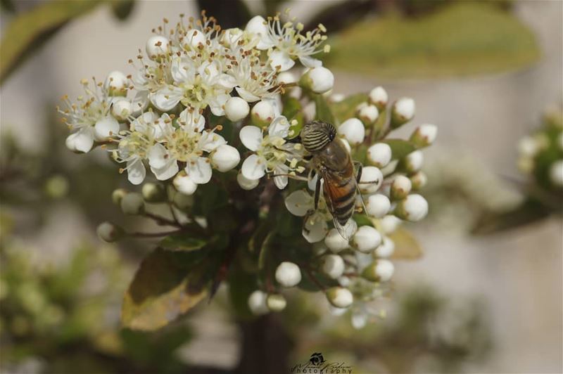 The beautiful kinds of bee's 🐝• • •  chouf  shoufreserve  lebanon ...