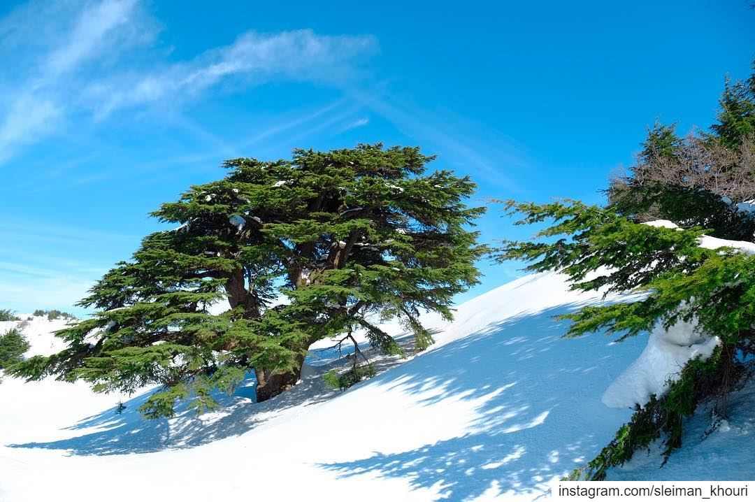 The Beautiful Lebanon’s cedars 🇱🇧————————————•Fujifilm 📷Sleiman... (Bâroûk, Mont-Liban, Lebanon)