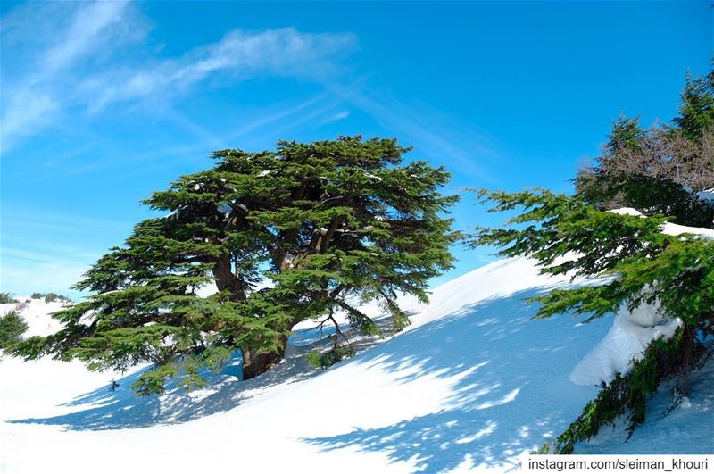 The Beautiful Lebanon’s cedars 🇱🇧————————————•Fujifilm 📷Sleiman... (Bâroûk, Mont-Liban, Lebanon)