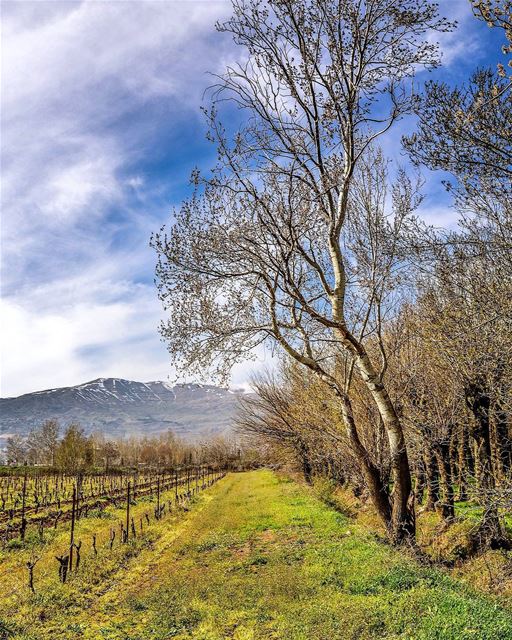 .The Beautiful nature of Taanayel, spring 2016. Good evening dear friends! (Deïr Taanâyel, Béqaa, Lebanon)