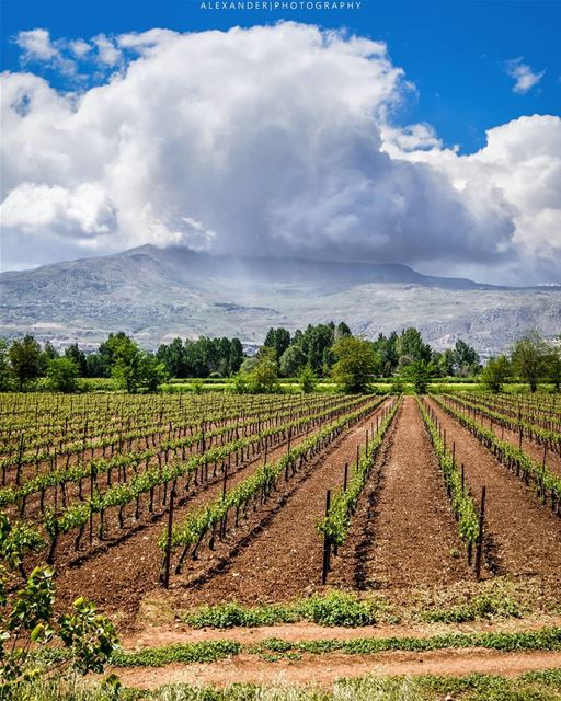 The beautiful vineyards of Taanayel, Bekaa 22-4-2018 . spring  nature ... (Deïr Taanâyel, Béqaa, Lebanon)