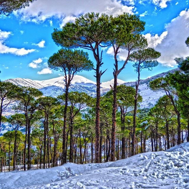 The Beauty of jezzine pine forest and snowLocation: Road to jezzin, South... (Jezzîne, Al Janub, Lebanon)