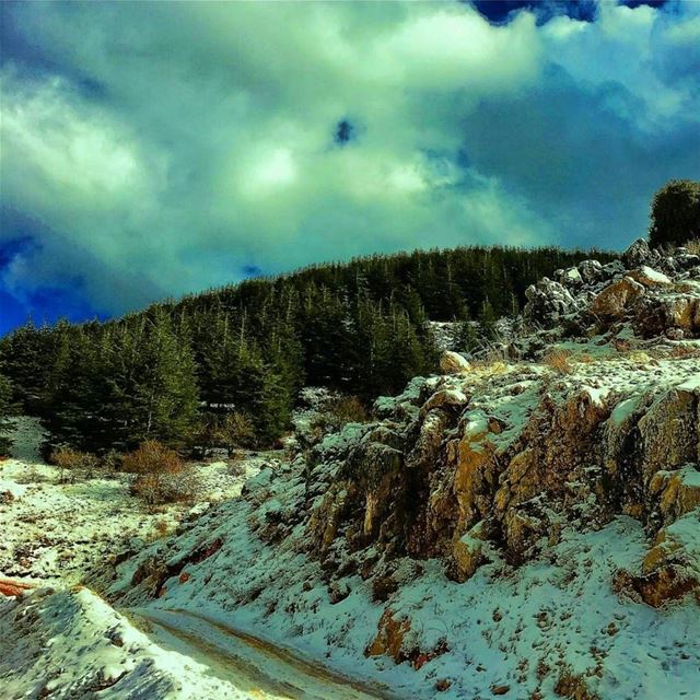 The beauty of our cedars at  arzelbarouk 🌲🌲By @kaisrami...... Share... (Barouk Cedar Forest)