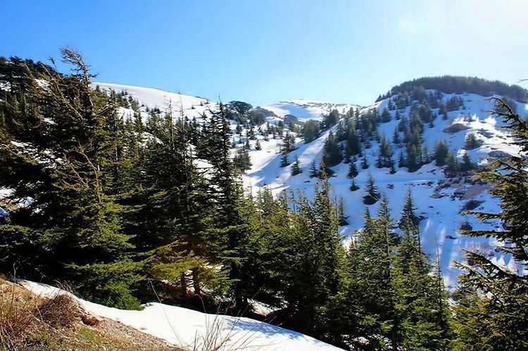 The beauty of our mountains  lebanon  lebanon_hdr  ig_lebanon ... (Barouk Cedar Forest)
