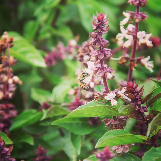 "The bee collects honey from flowers in such a way as to do the least...