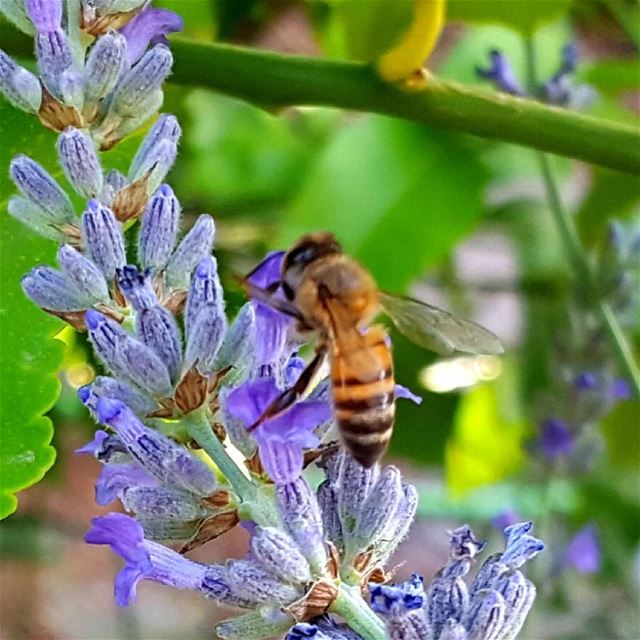 The bees and the lavender story... natureslovers  naturesbestpics ...