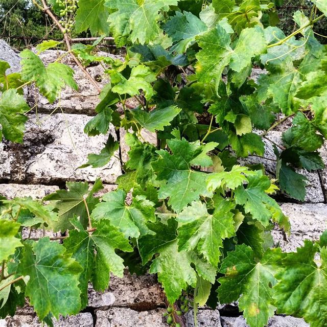 The best are fresh. End of story.  grapeleaves  stuffedvineleaves ...