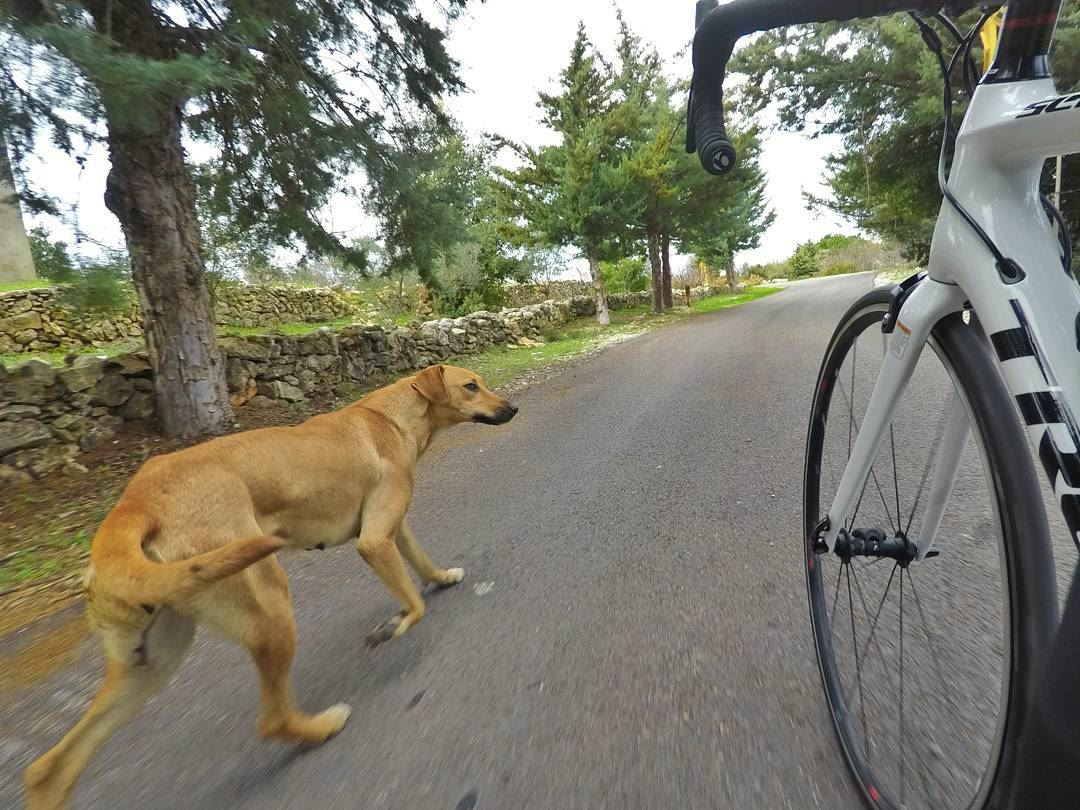 The best therapy is a time out on your bike with a good company 🚴🐕...... (Chouf)