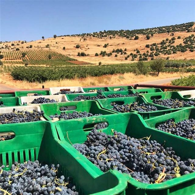 The best way to start your week 🍷🍷 @ixsirwine ... fresh wine winery...