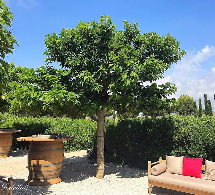 The best wines are the ones we drink with friends 🍷 insta_lebanon... (Ixir Winery)
