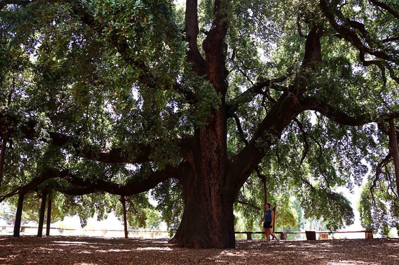 The biggest  Oak  tree in the  MiddleEast exists in  Lebanon in a village...