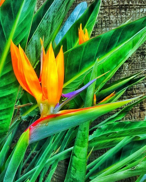 The  bird of  paradise alights only upon the hand that does not grasp..... (Deir El Zahrani)
