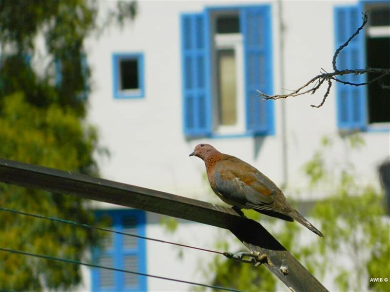 "The birds of hope are everywhere, listen to them sing." - Terri...