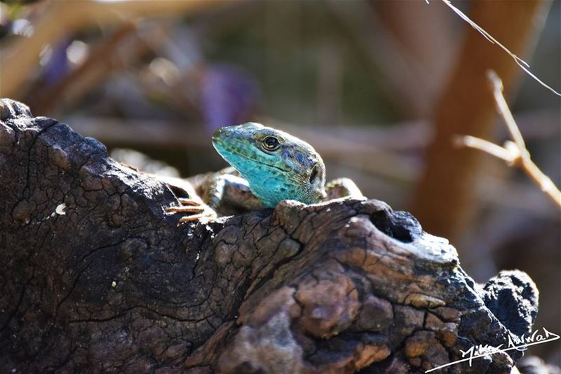 The blue neighbour...  nature  lebanon  lezard  animals  livelovebeirut ...