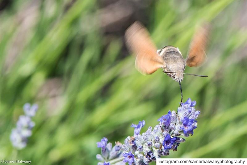 The  bumblebee moth!..another  creature  bird or  insect! shot with my ...