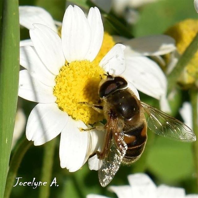 The busy bee has no time for sorrow...  bee  flowers  spring  white  yelow... (Ashkout)