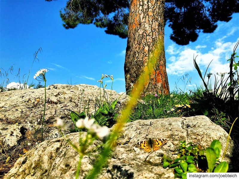 “The butterfly counts not months but moments, and has time enough”🦋⏳... (Ballouneh, Mont-Liban, Lebanon)