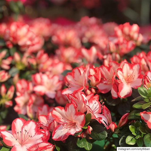 🌷The Byblos Flower Market🌷~ 🌸Le Marché Aux Fleurs Byblos 🌸 ~~~~~~~~~~~~ (Byblos, Lebanon)