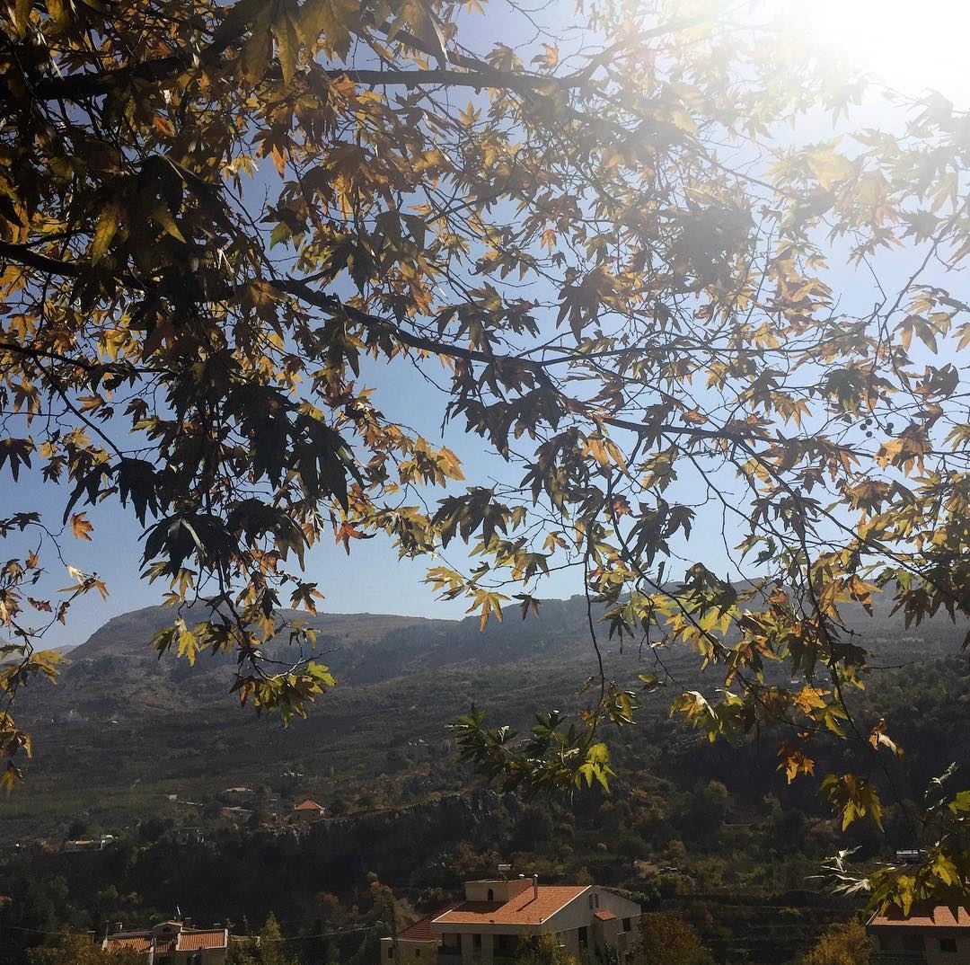 The caress of an  autumn  sun on yellowing  leaves  tree  landscape ... (Lebanon)