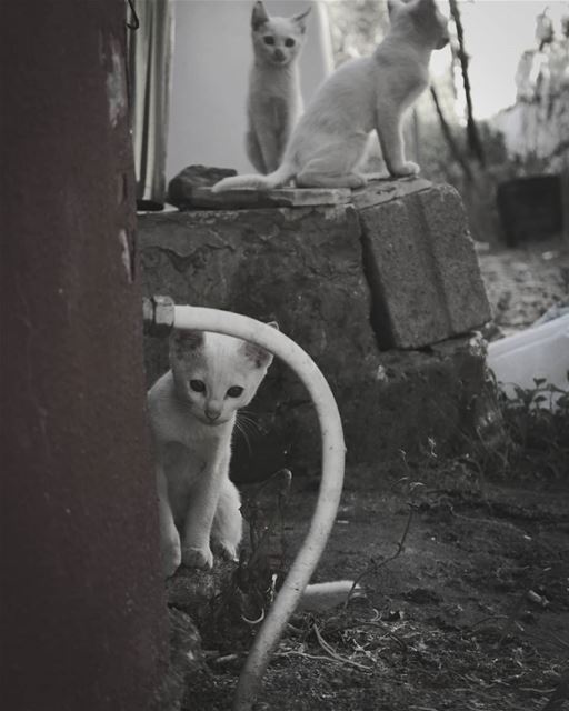 the cat in the second picture was one of the most beautiful creatures that... (Lebanon)