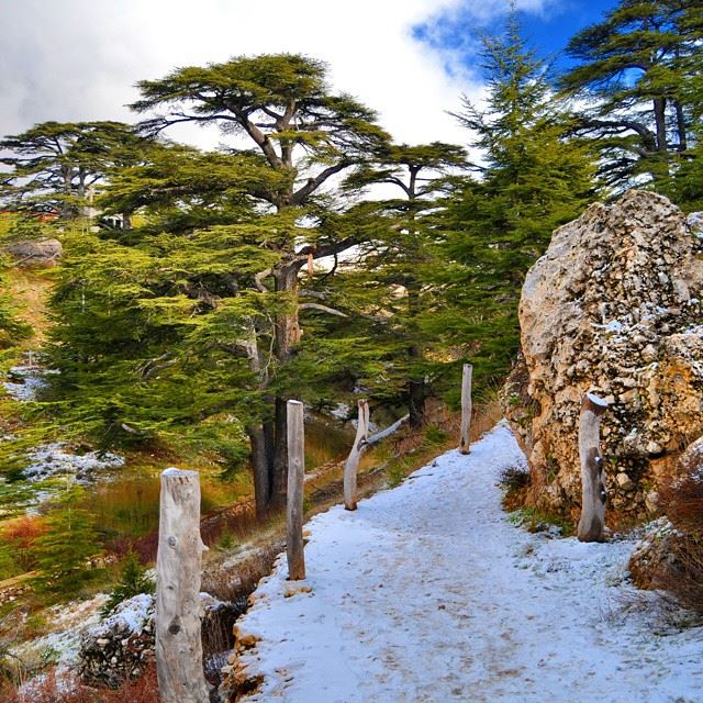 The cedar forest of LebanonWay up to the middle of the forest covered by...