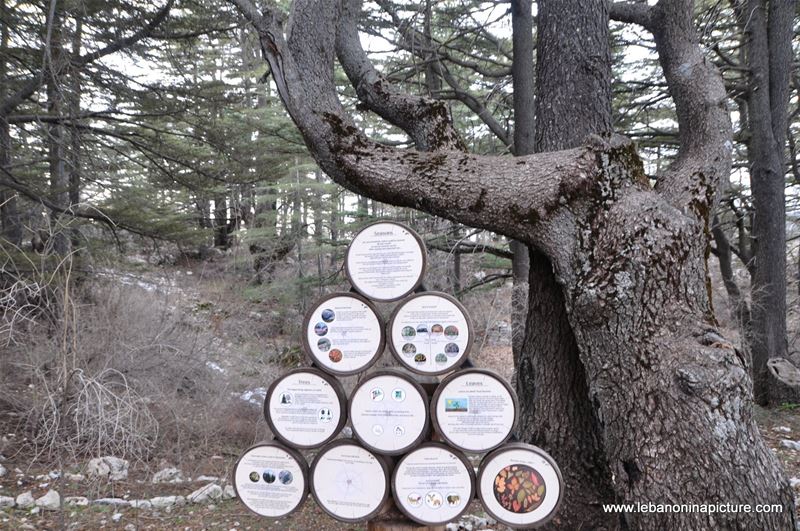 The Cedar Reserve (Arz Tannourine)