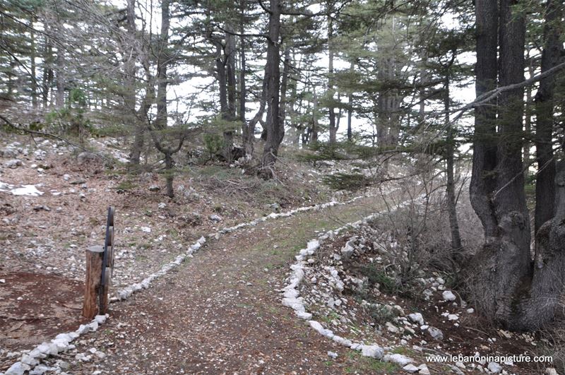 The Cedar Reserve (Arz Tannourine)