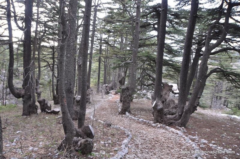 The Cedar Reserve (Arz Tannourine)