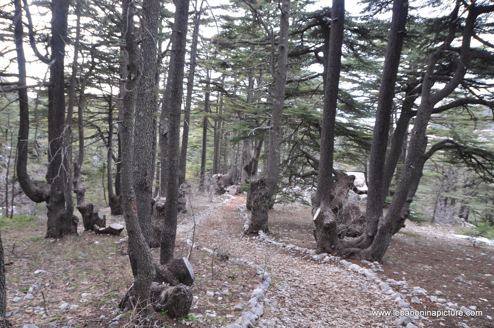 The Cedar Reserve (Arz Tannourine)