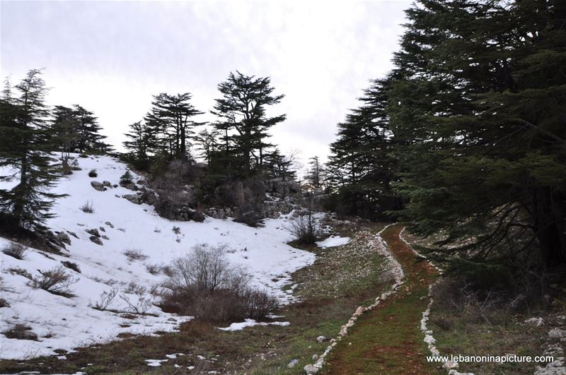 The Cedar Reserve (Arz Tannourine)