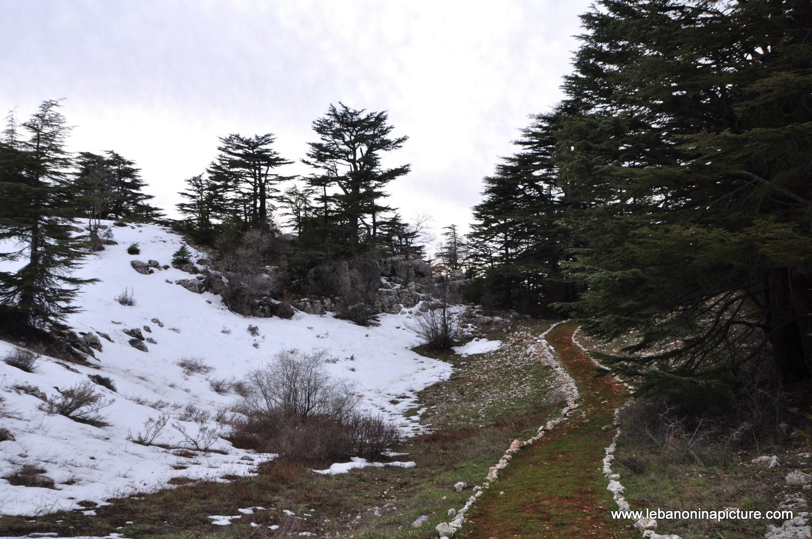 The Cedar Reserve (Arz Tannourine)