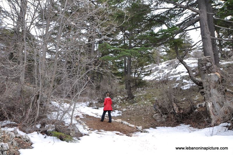 The Cedar Reserve (Arz Tannourine)
