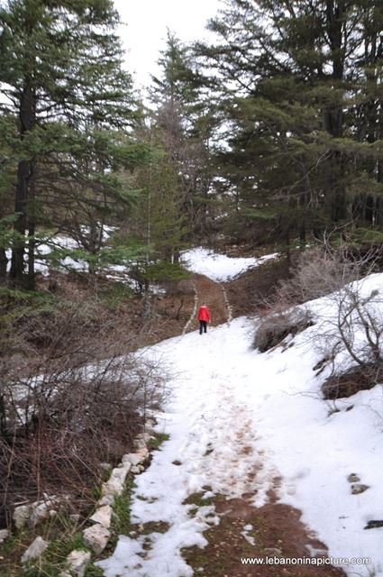The Cedar Reserve (Arz Tannourine)