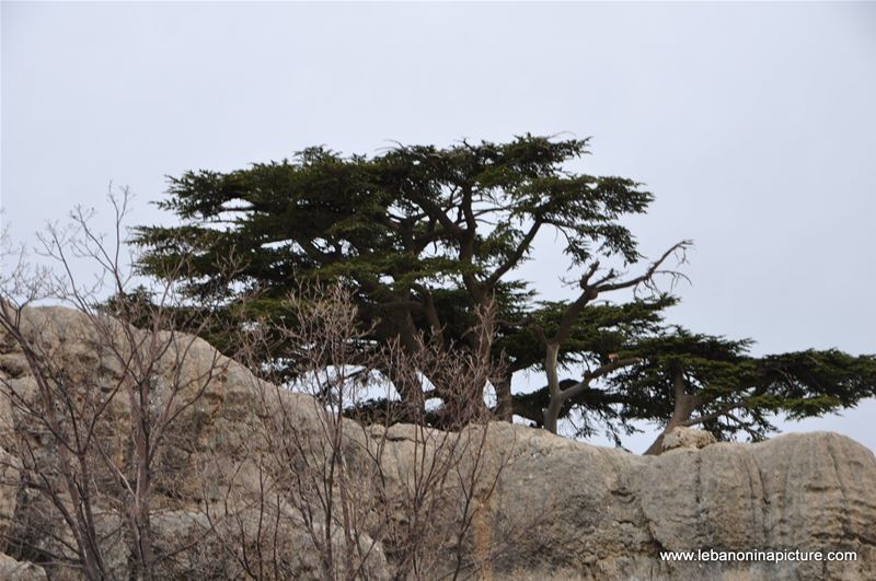 The Cedar Reserve (Arz Tannourine)