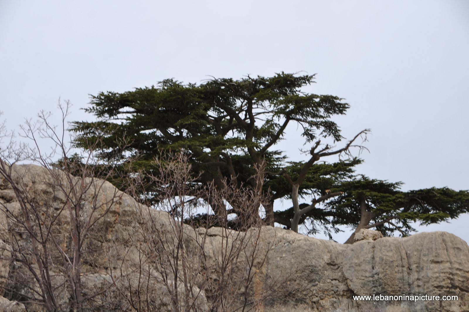 The Cedar Reserve (Arz Tannourine)