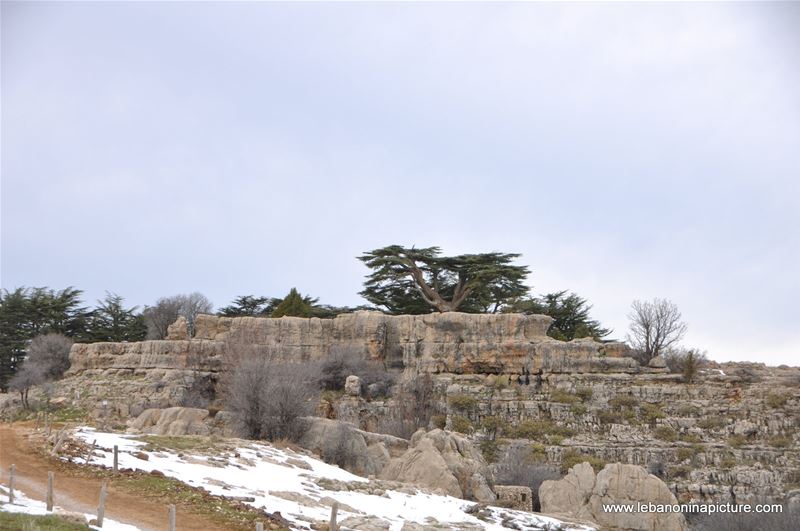 The Cedar Reserve (Arz Tannourine)