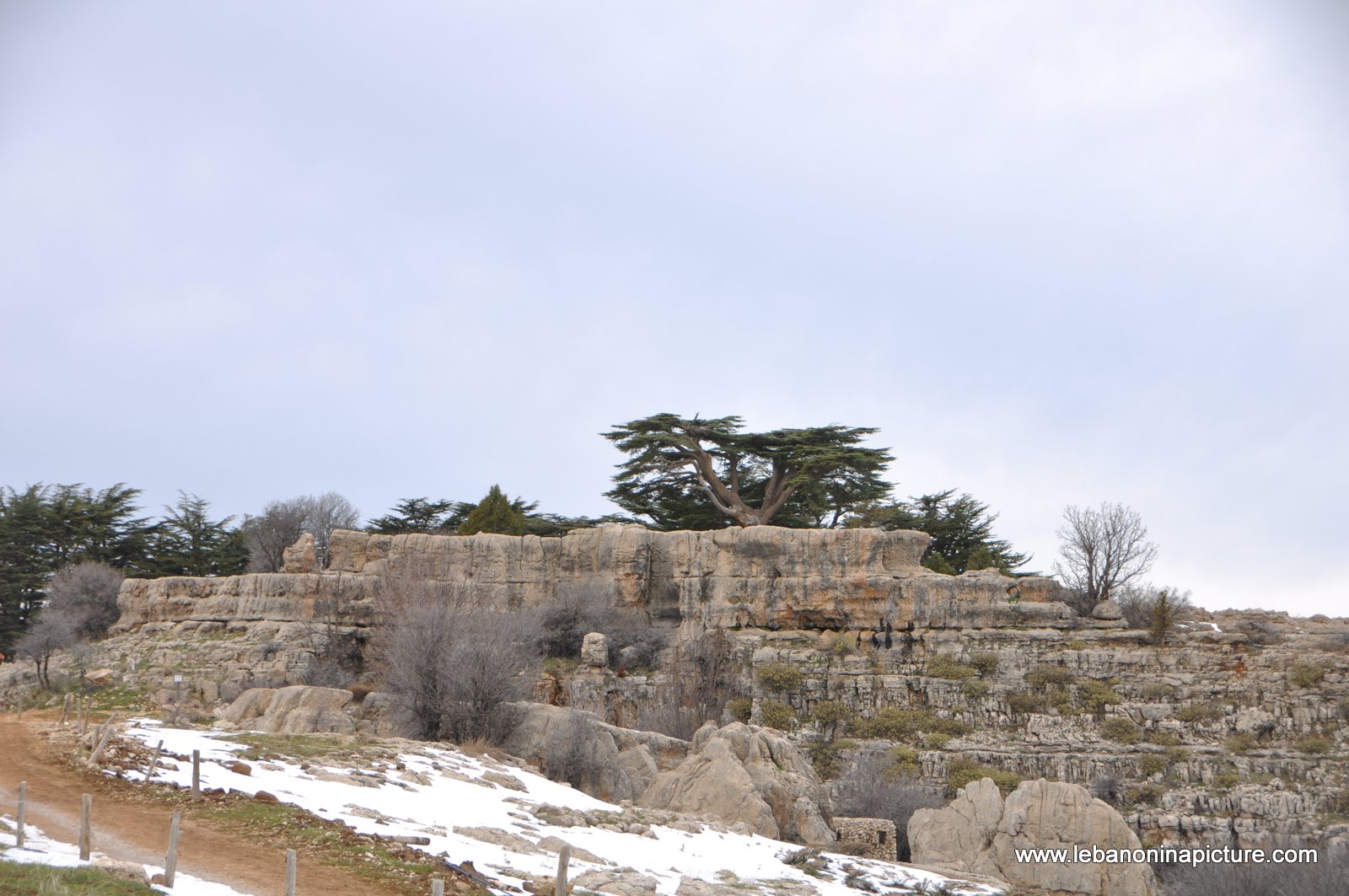 The Cedar Reserve (Arz Tannourine)