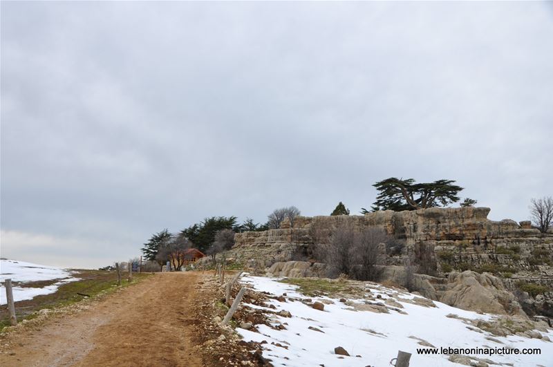 The Cedar Reserve (Arz Tannourine)