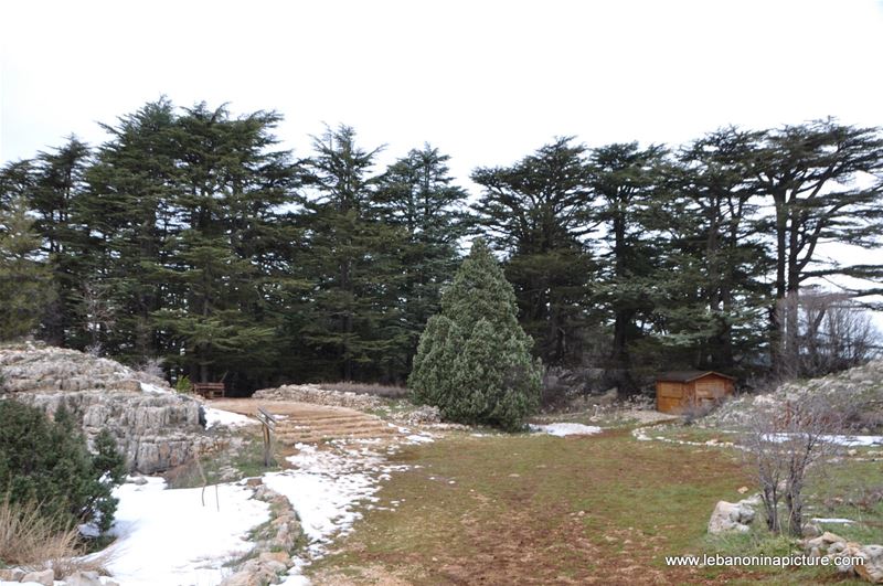 The Cedar Reserve (Arz Tannourine)