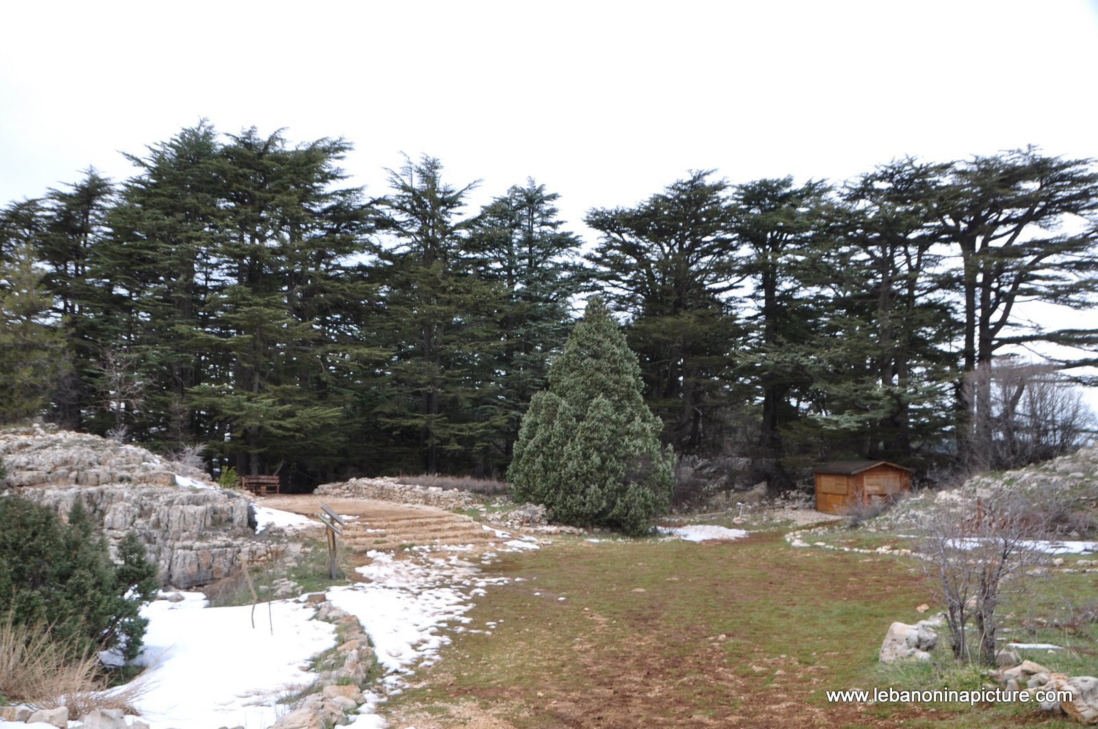 The Cedar Reserve (Arz Tannourine)