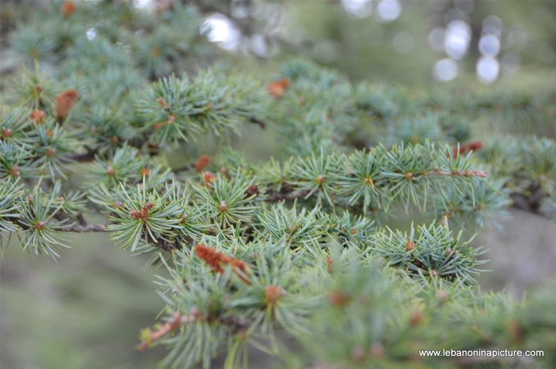 The Cedar Reserve (Arz Tannourine)