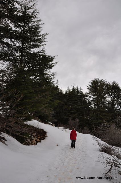 The Cedar Reserve (Arz Tannourine)