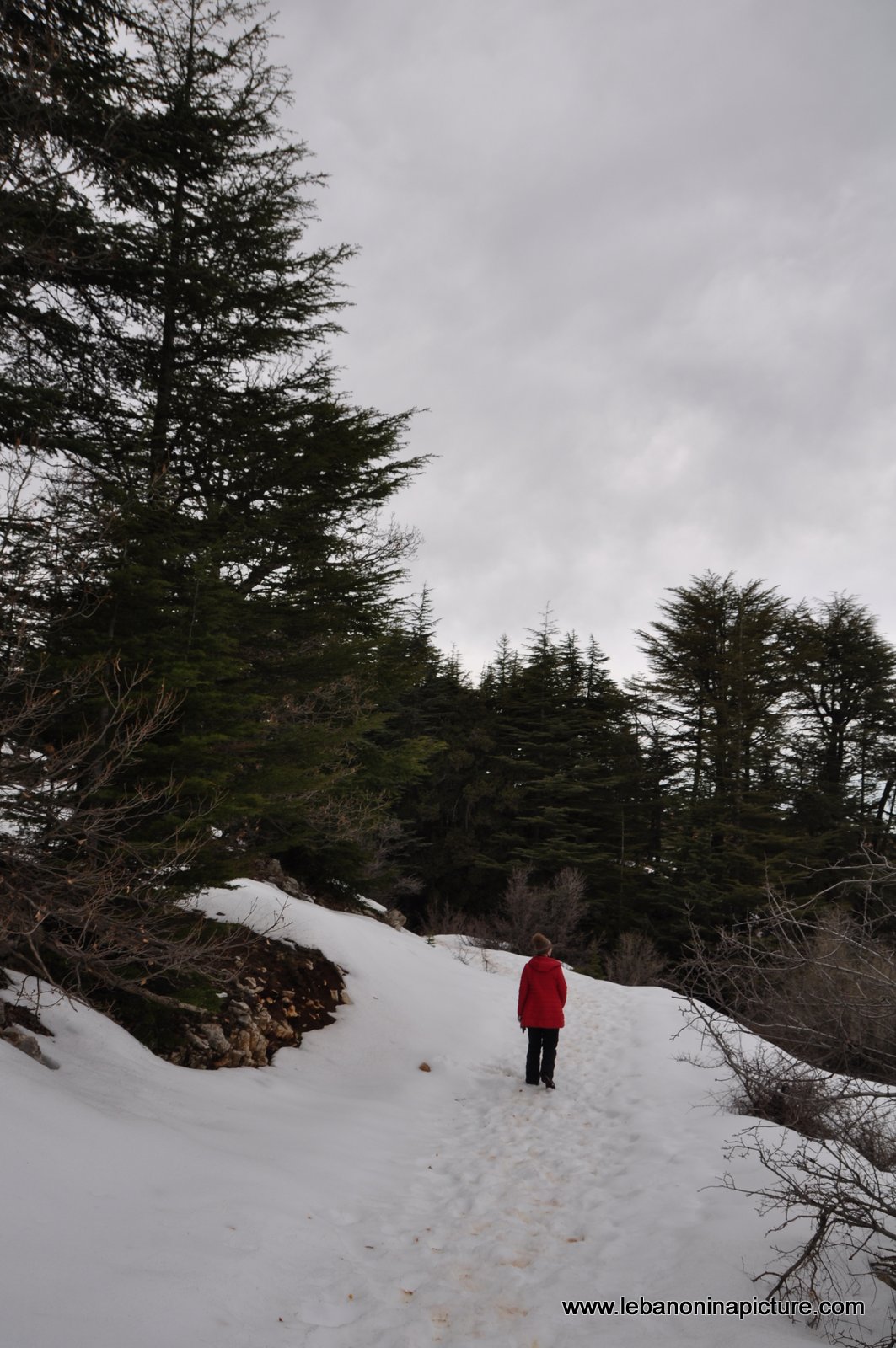 The Cedar Reserve (Arz Tannourine)