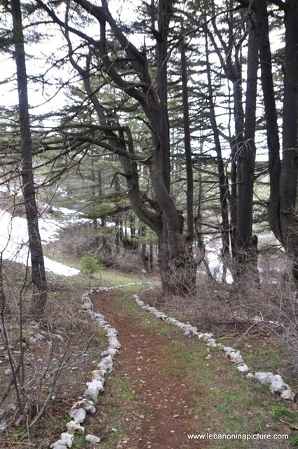The Cedar Reserve (Arz Tannourine)
