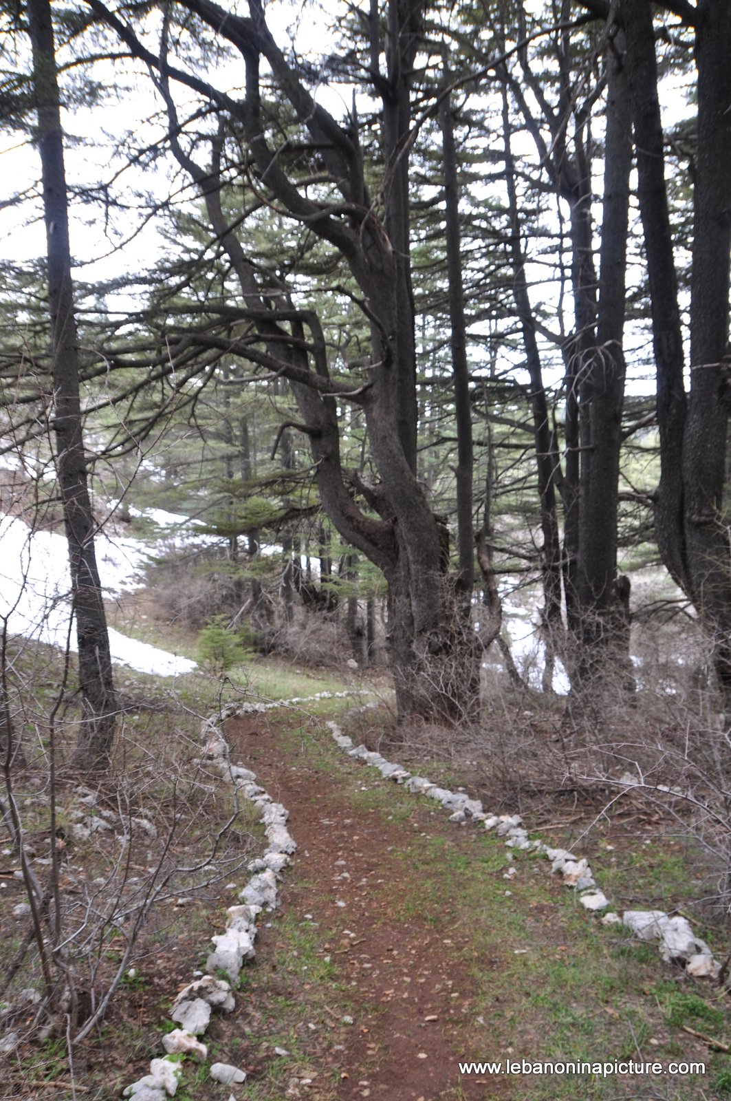 The Cedar Reserve (Arz Tannourine)