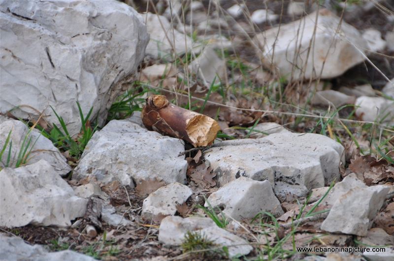 The Cedar Reserve (Arz Tannourine)