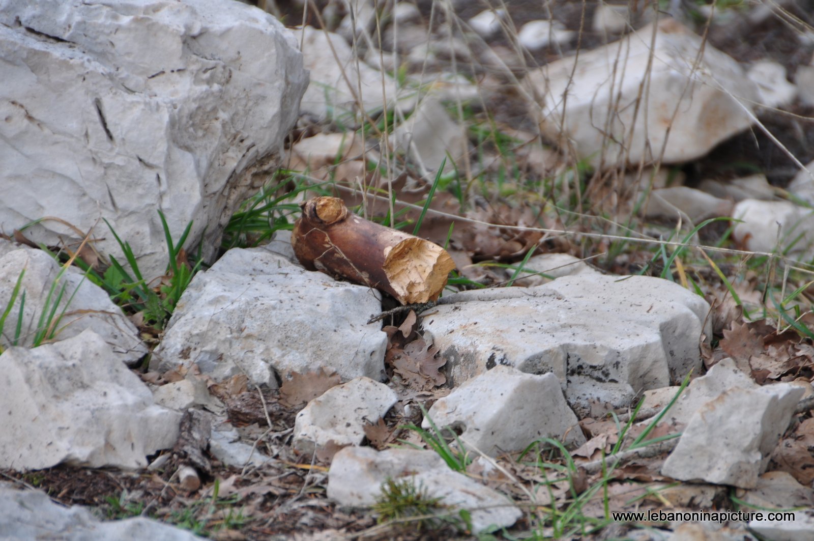 The Cedar Reserve (Arz Tannourine)