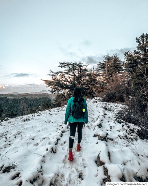 The cedars forest in tannourine is one of my favorite hiking places in ... (Lebanon)