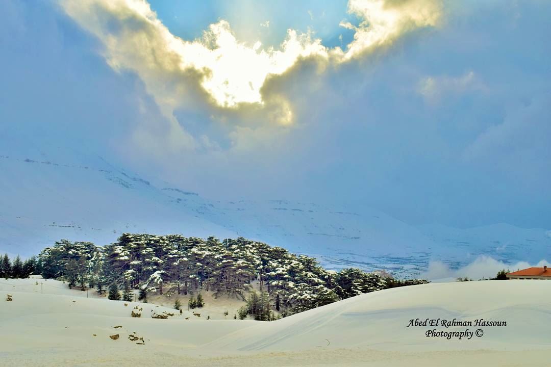 The Cedars' forest....sooo impressive! | Like my photography Facebook page... (Cedars Forest)